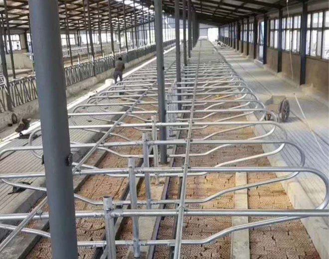 Cow Free Stall
